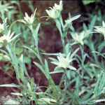   (leontopodium alpinum)