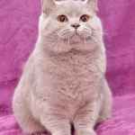Британська кішка лілового забарвлення фото