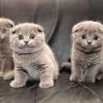 Новонароджені кошенята британці догляд, догляд за новонародженим кошеням без кішки