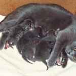 Скільки кошенят може народити кішка?