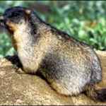 ,    (marmota camtschatica)