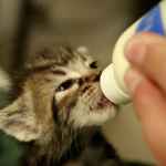 Як годувати новонародженого кошеняти