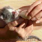 Годування новонароджених кошенят, як і чим їх годувати