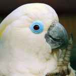 г cacatua ()  cacatua ophthalmica (plyctolophus ophthalmicus)