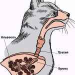 Захворювання легенів і дихальних шляхів у кішок.