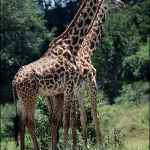  (giraffa camelopardalis)