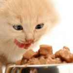 Як правильно годувати британського кошеня?
